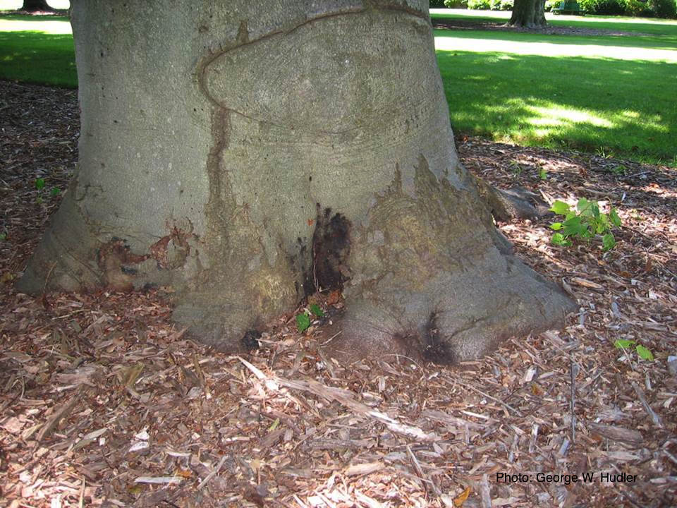 Disease Forest Phytophthoras of the World